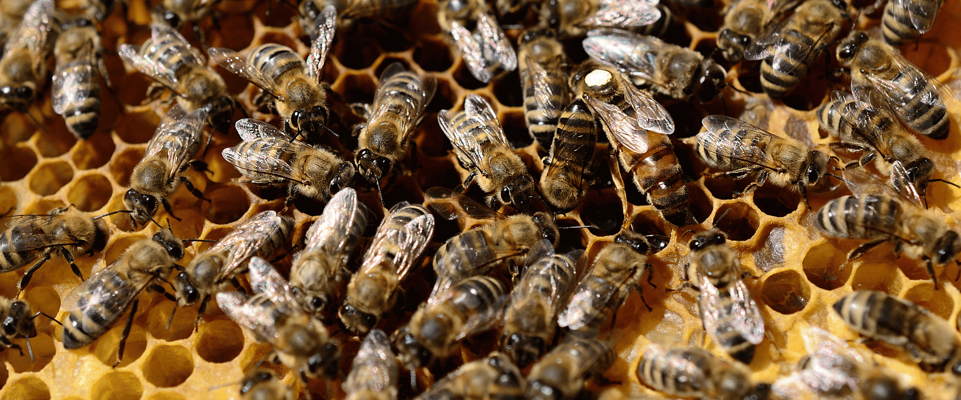 Bienenkönigin auf Waabe