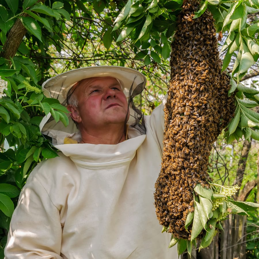Bienenschwarm melden